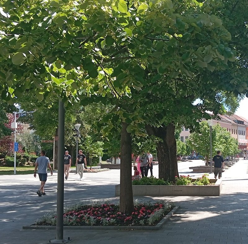 Gospodska Street Banja Luka — the famous pedestrian zone with linden trees, cafes and flowers in the city centre