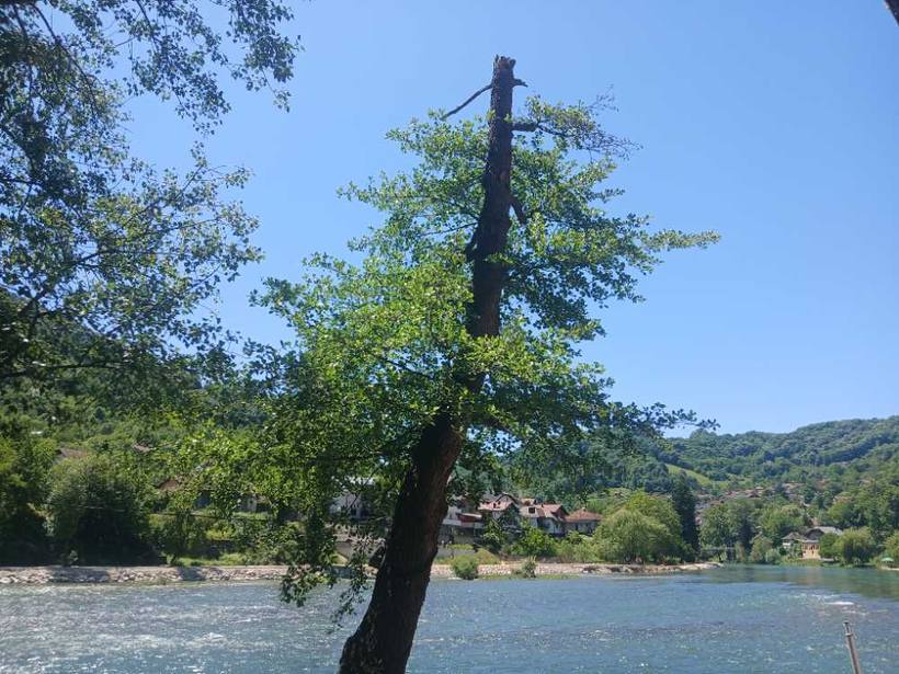 The Vrbas through the trees — Green water, no crowds, Banja Luka