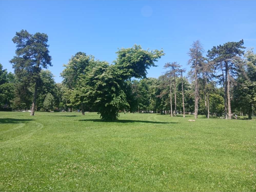 Park meadow and trees